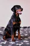 Doberman  piesek FCI
