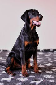 Doberman wystawowy piesek FCI