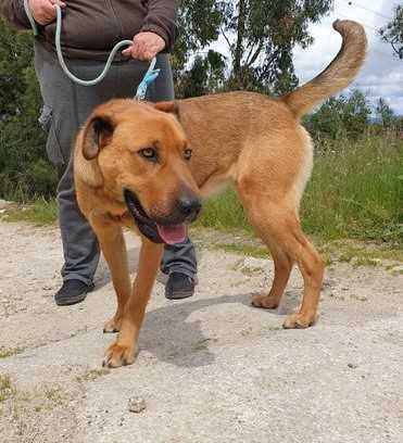 a BEATRIZ é uma cachorrinha xXARPEI está para ADOÇÃO!