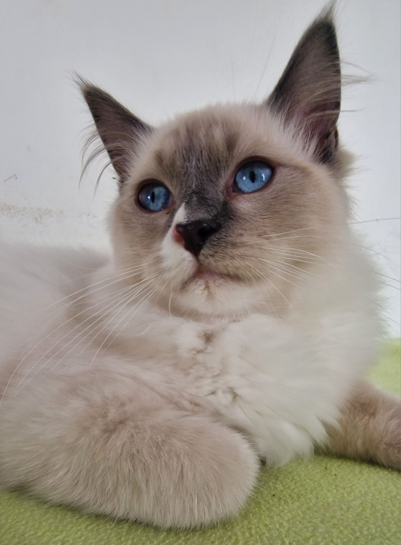 Kocurek Ragdoll blue mitted