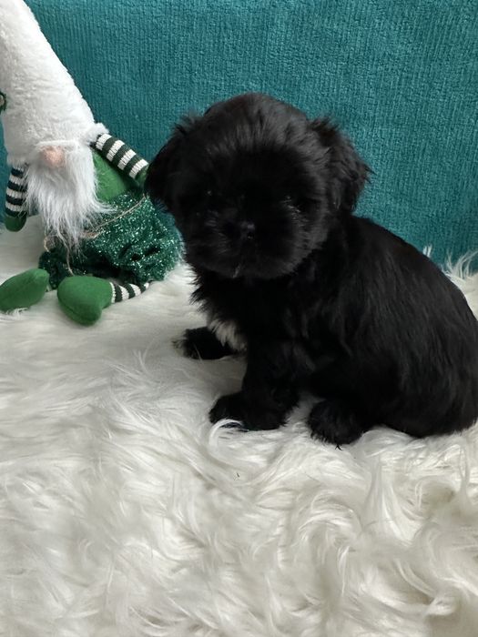 Shih-tzu śliczny czarny piesek-ZAREZERWOWANY