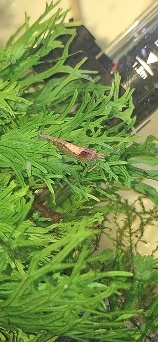 Krewetki red cherry i kundelki