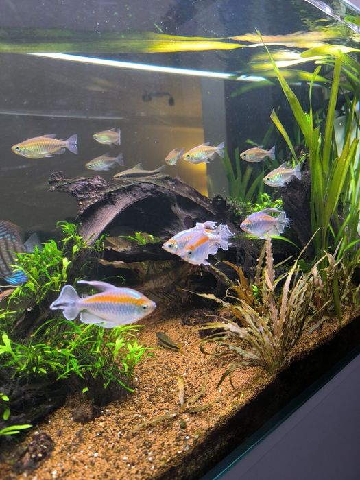 Congo tetra adulto