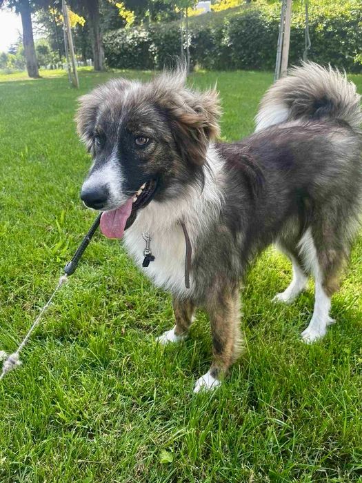 RITTA 1 rok lubi dzieci , piękny pies. Uratowana w Bułgarii