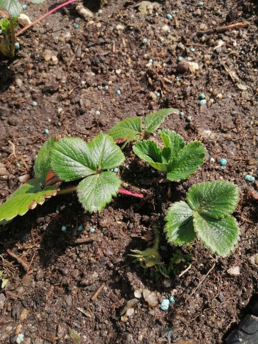 Morangueiros para plantar