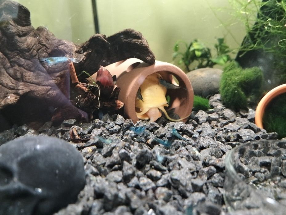 Krewetki neocaridina + jedzenie gratis
