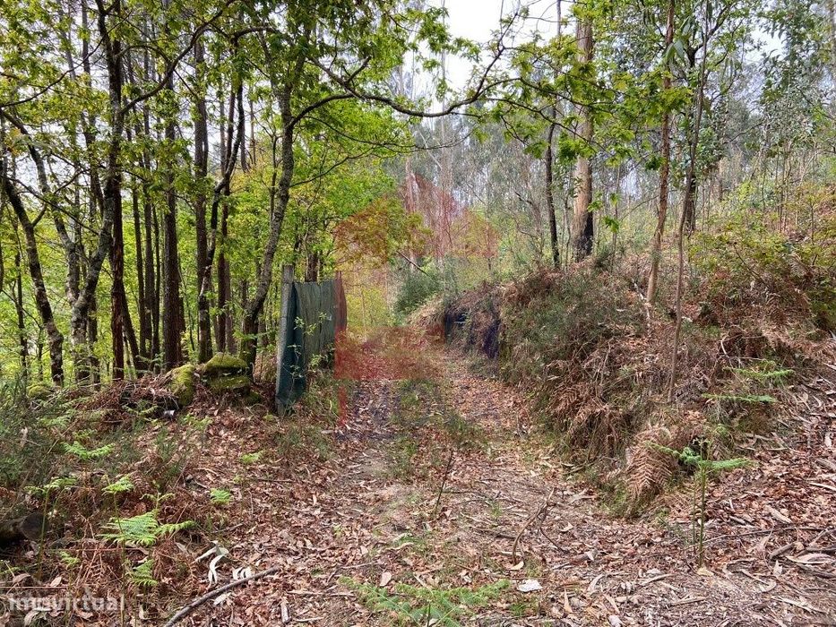Terreno florestal em Penascais, Vila Verde
