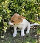 Jack Russel Terrier chłopak gładkowłosy 2 x zaszczepiony , zachipowany