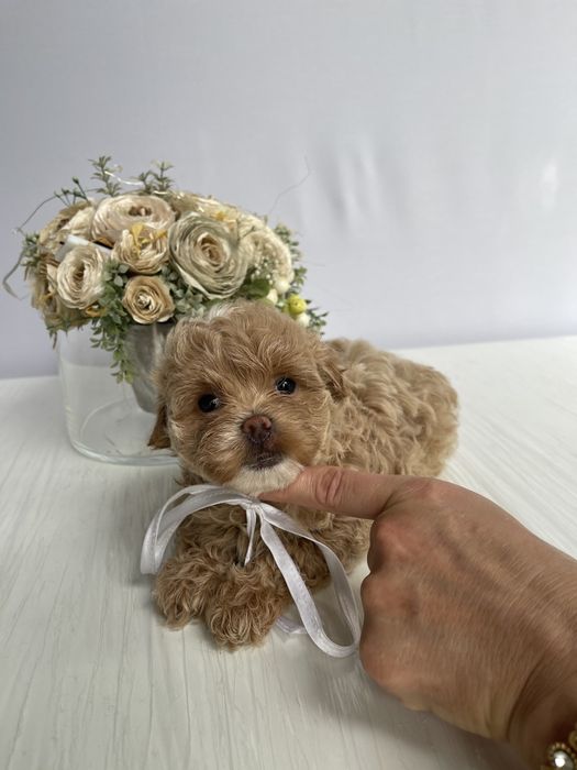 VIP Мальтипу F1 — Ці очі не забудеш ніколи