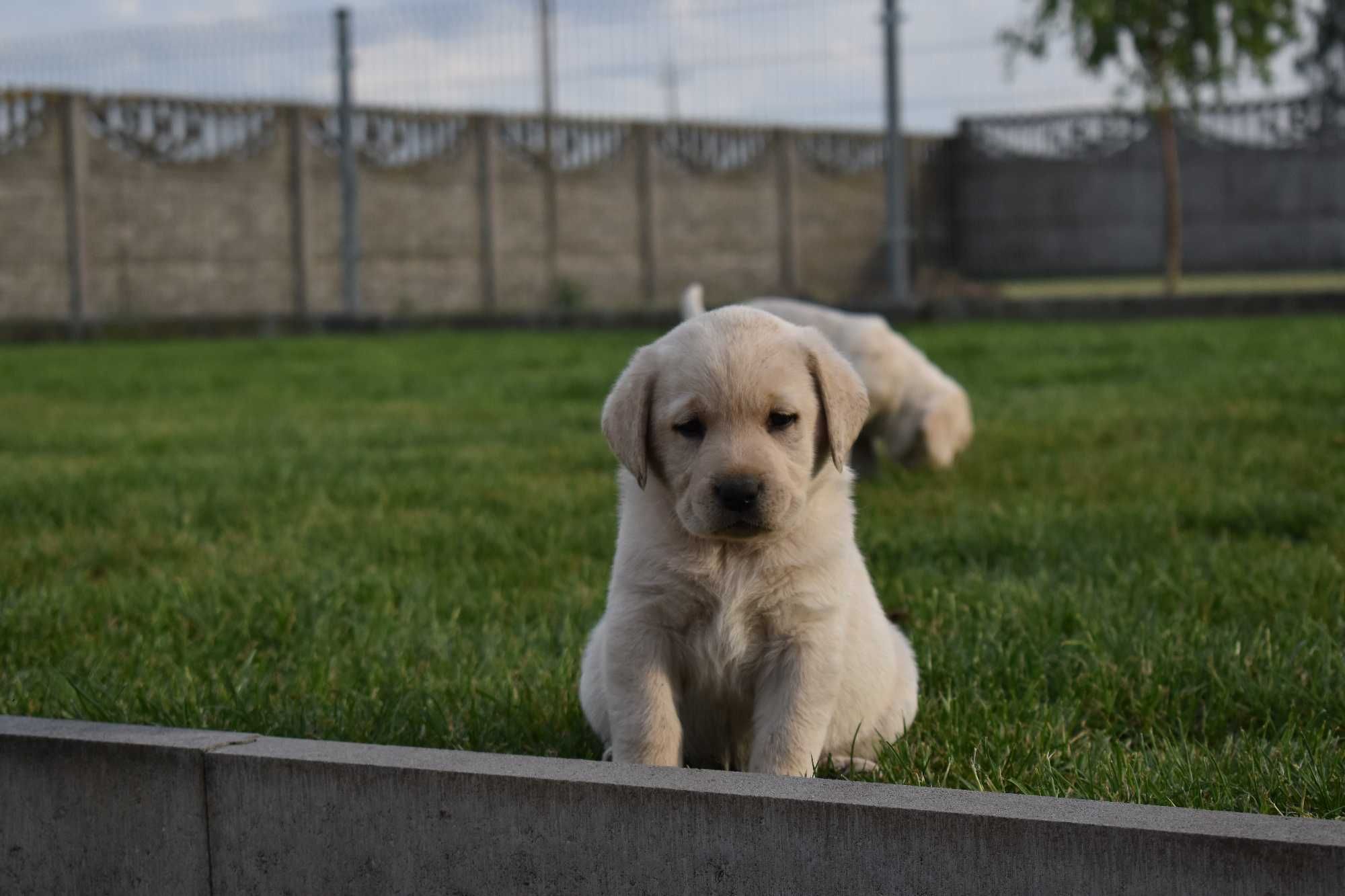 Labrador biszkoptowe szczeniaki FCI