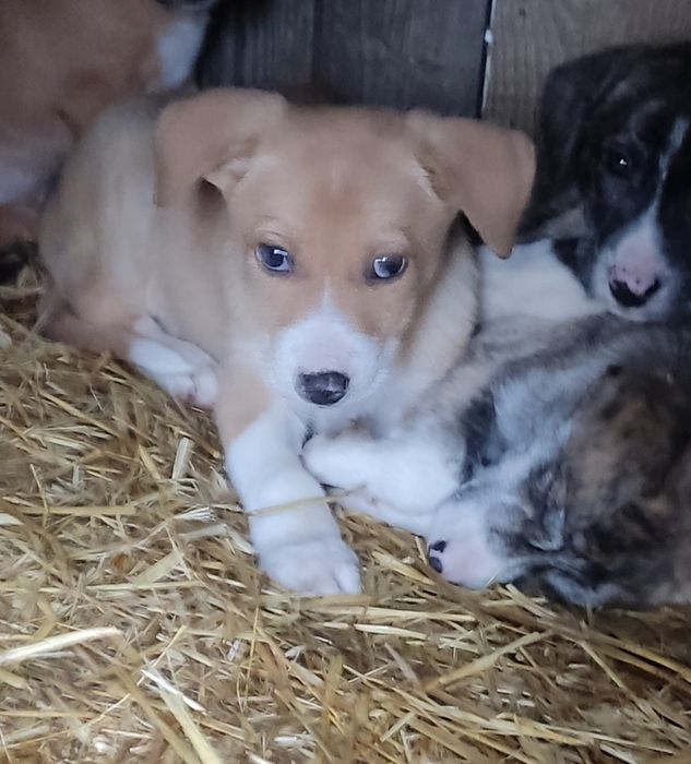 Щенки добрым людям