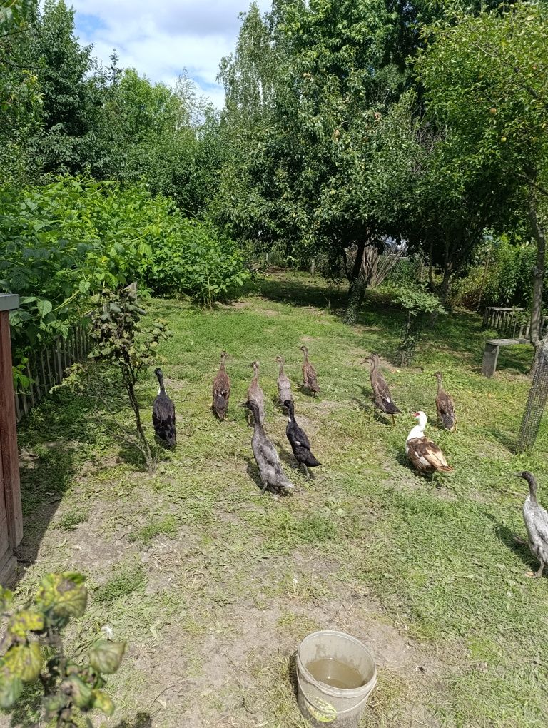 Biegus indyjski. Cena za sztuke