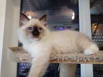 Ragdoll "Kropka", koteczka, rodowód, gotowa do odbioru