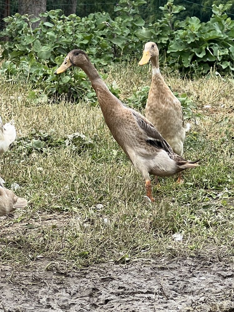 Kaczki biegusy indyjskie biegus drób