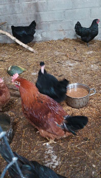 Sprzedam 2 koguty rosy czerwone