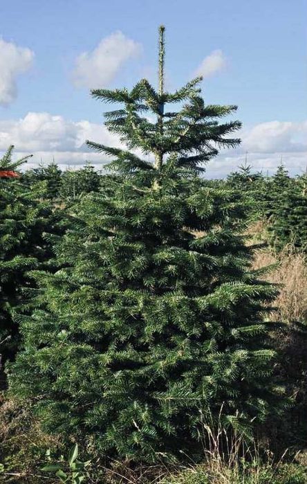 jodła kaukaska 2.00-2.50 świerki choinki