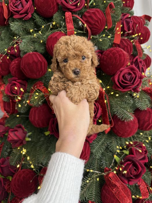 Карамельні мальтипу