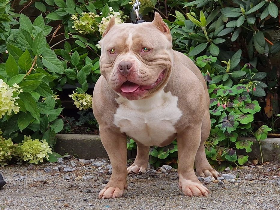 American Bully piękna suczka