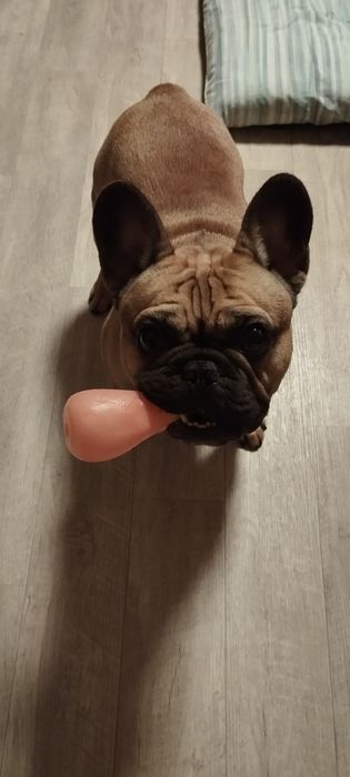 Вязка французского бульдога