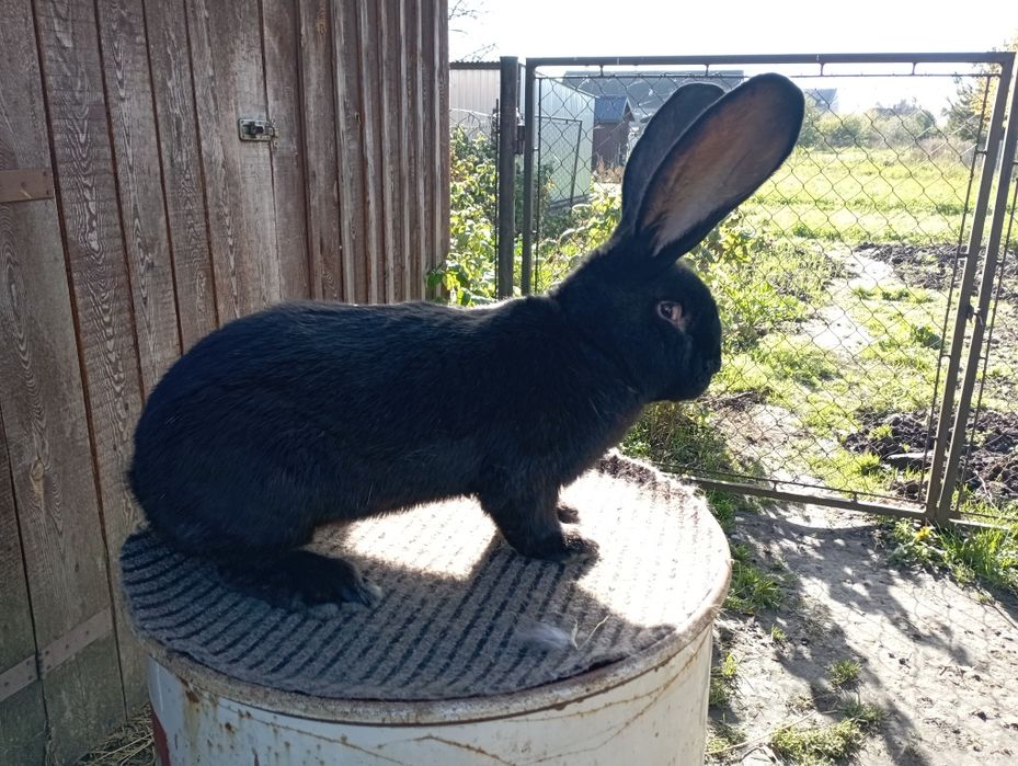 Olbrzym Belgijski Czarny