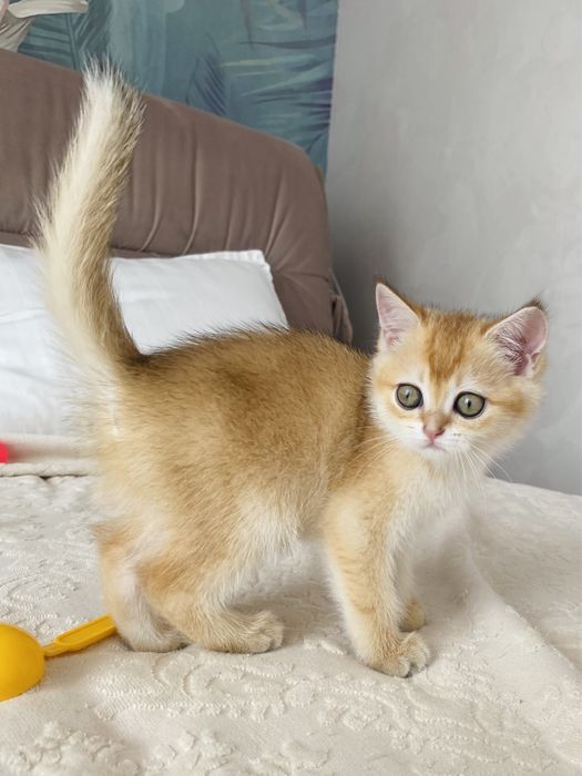 Яскраві представники шотладського золота