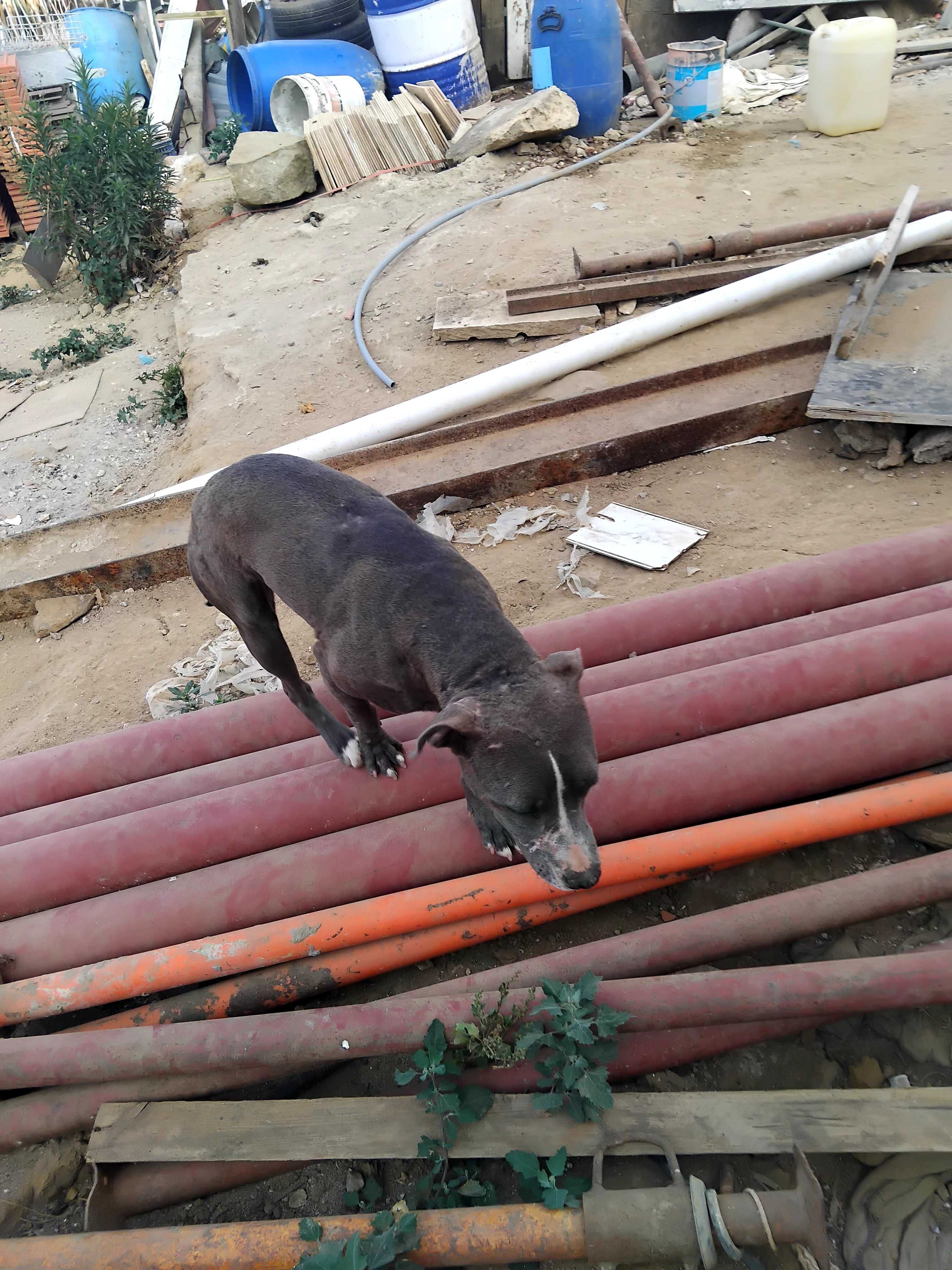 Cadela pit bull para doação