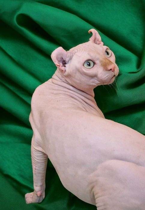 Мальчик породы Эльф