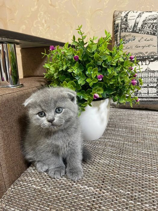 Шотландські кошенята