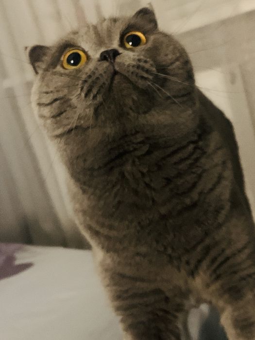 Вязка кота «Скотиш Фолд»