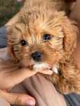 Cavapoo - suczka red ;)
