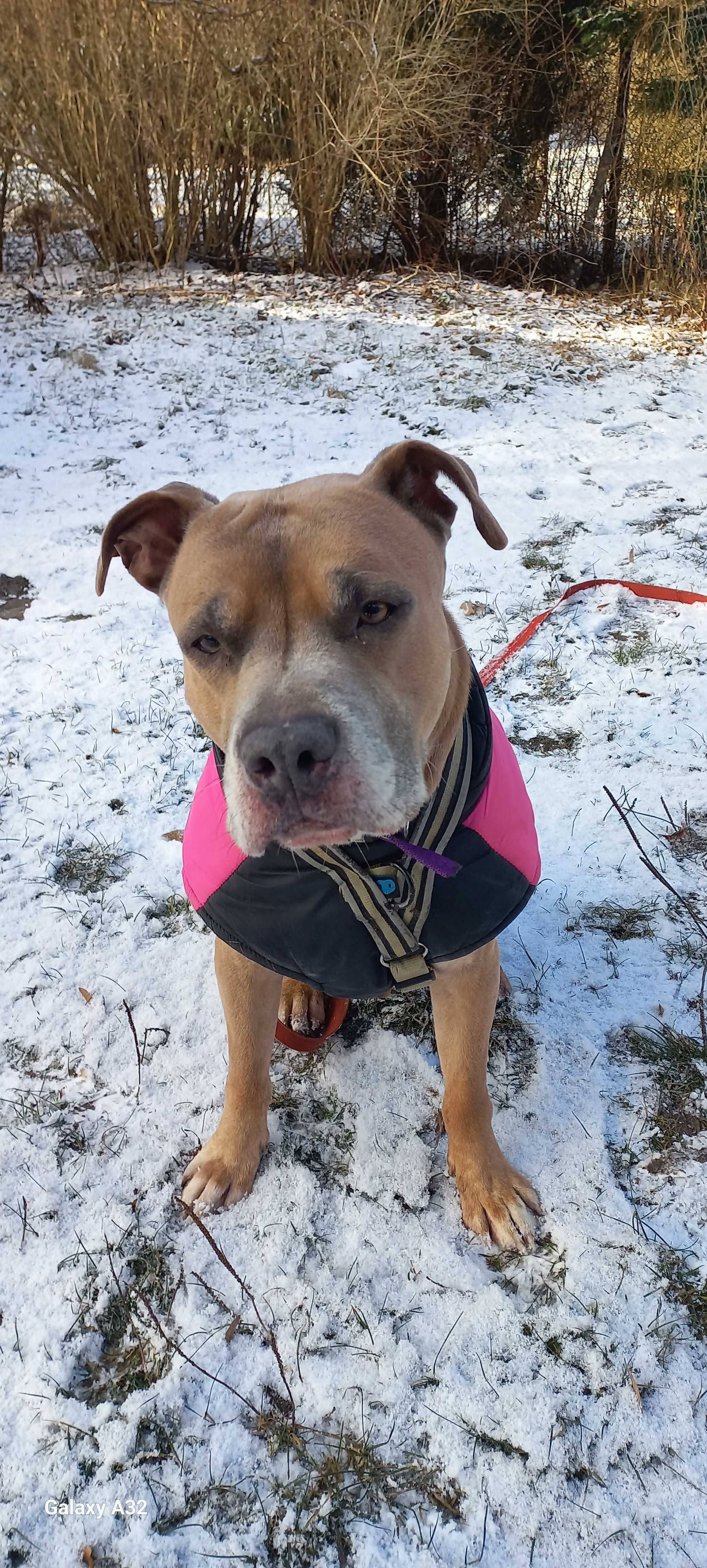 Dingo - amstaff szuka nowego domku