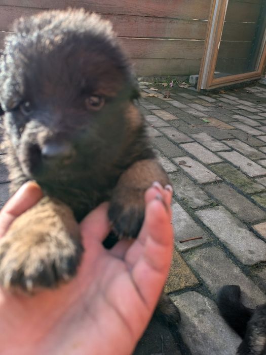 Owczarek niemiecki długowłosy