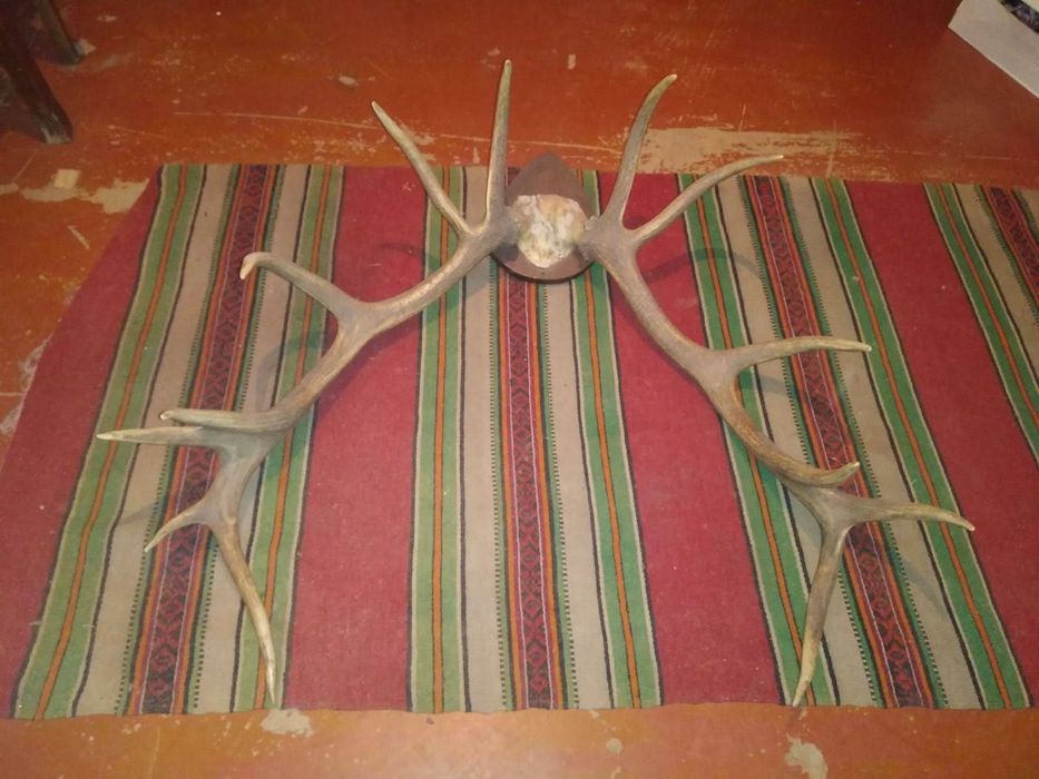 Рога оленя           .