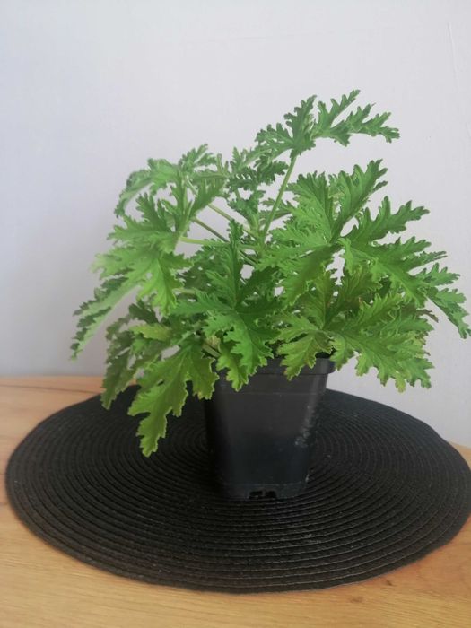 Geranium anginka cytrynka