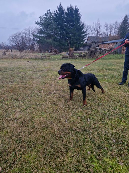 Szczenię rottweiler ZKWP FCI 6 miesięczny piesek.