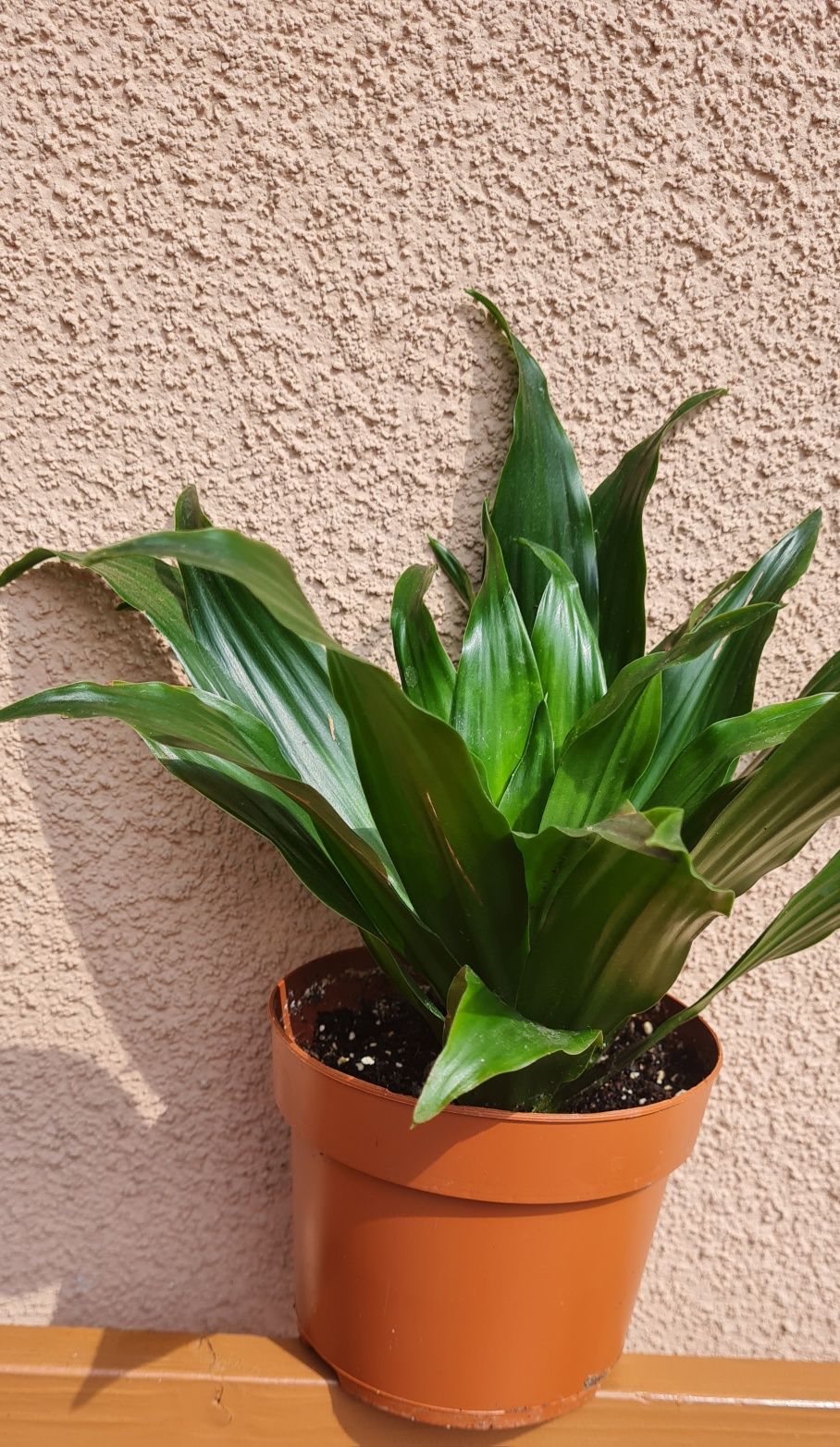 Dracena wonna Dracena fragrans
