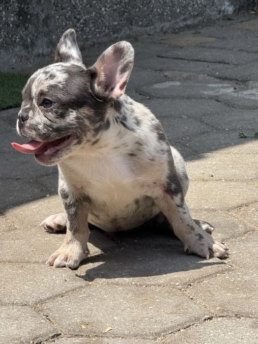 ⸻  BULDOGUE FRANCÊS – FÊMEA MERLE TIR CINZA – LINHAGEM DE CAMPEÕES