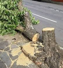 Limpeza de terreno e garagem