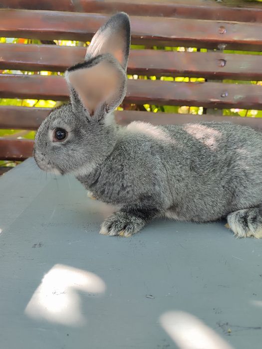 Кролики Гросс шиншила