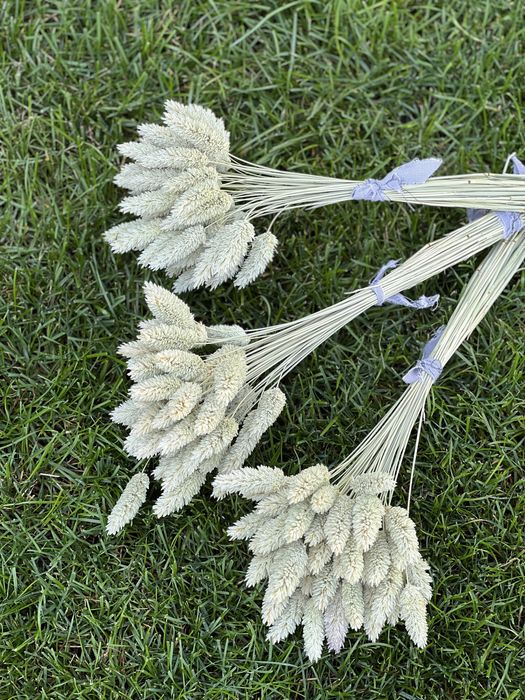 Сухрцвіти, льон, жито, пшениця, овес, фаляріс, нігела, просо