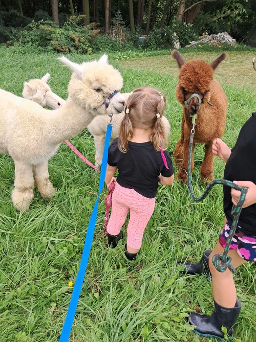 Sprzedam alpaki, dwa samce i samice z cria