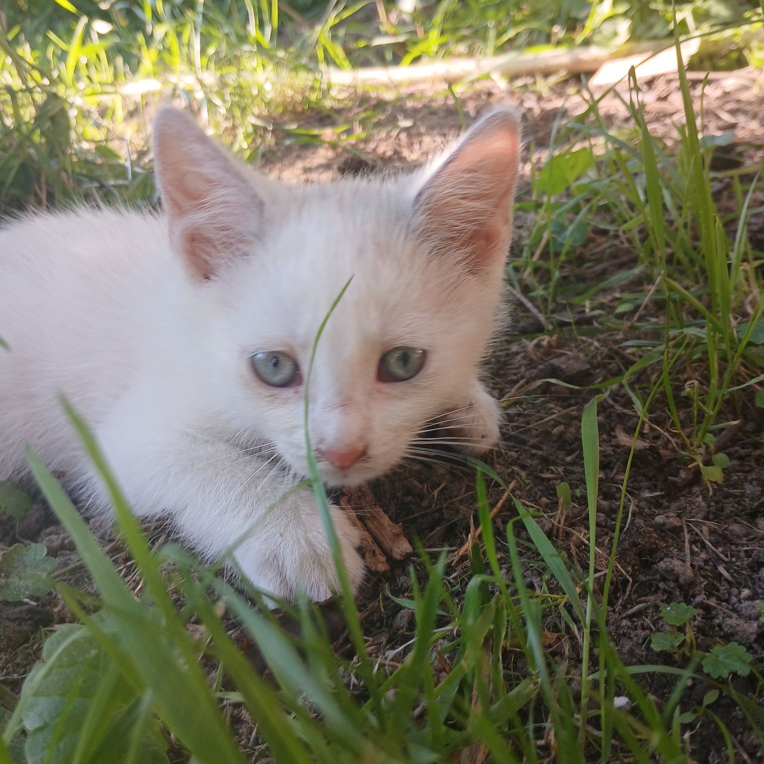 Oddam kotki w dobre ręce