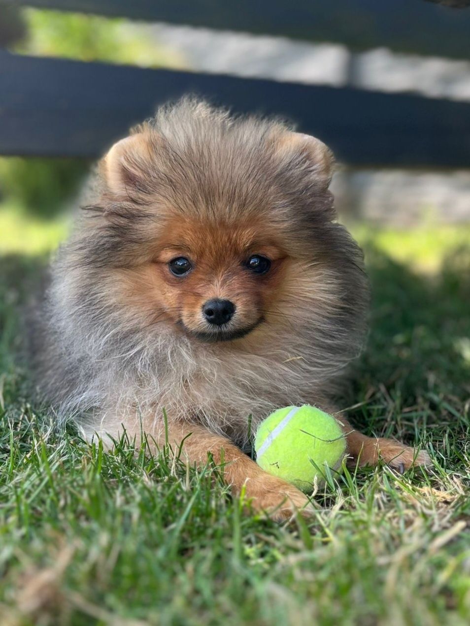 Pomeranian piesek gotowy do odbioru
