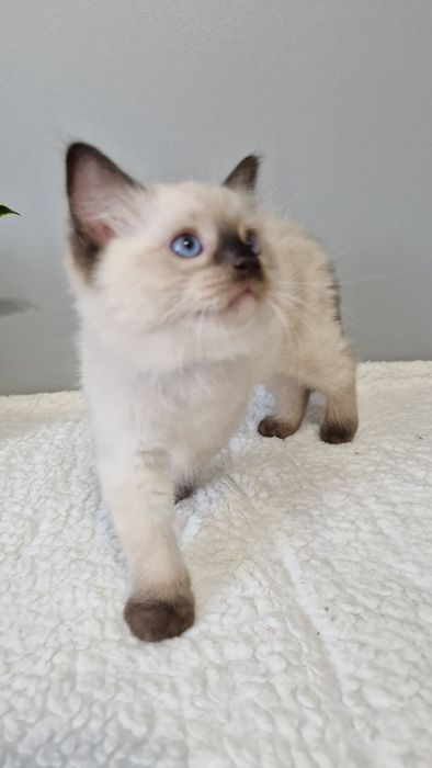 Śliczny kocurek ragdoll