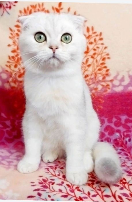 Скотіш фолд Грайливий і лагідний хлопчик шиншилка