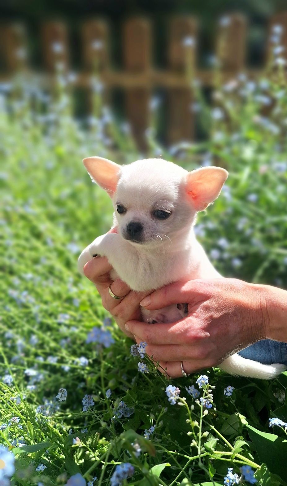 Chihuahua, biały, ZKwP/FCI