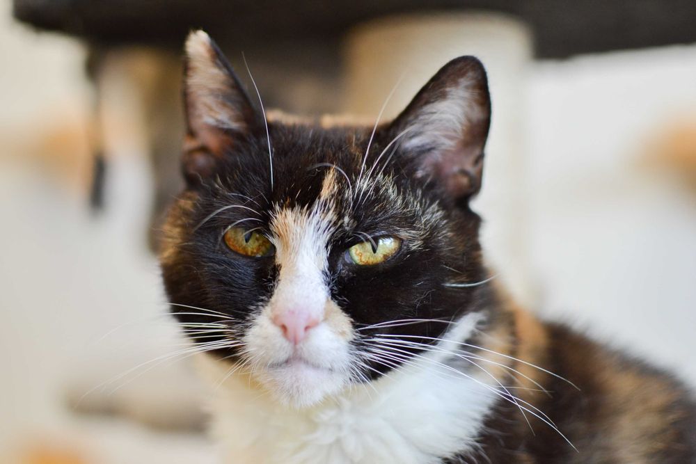 Wiktoria - 6 letnia, delikatna kotka szuka kochającego domu!