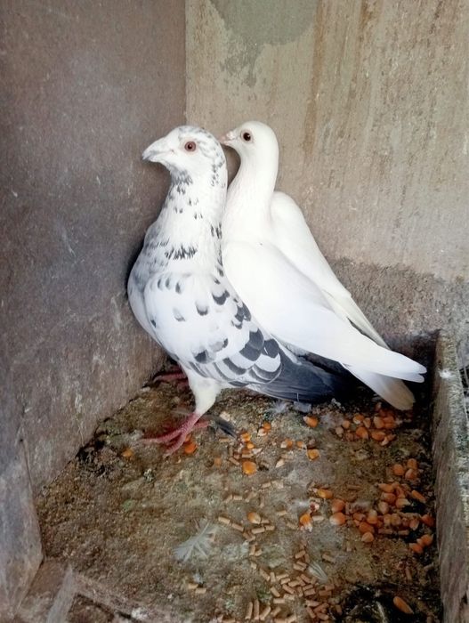 • Pombos Correios •