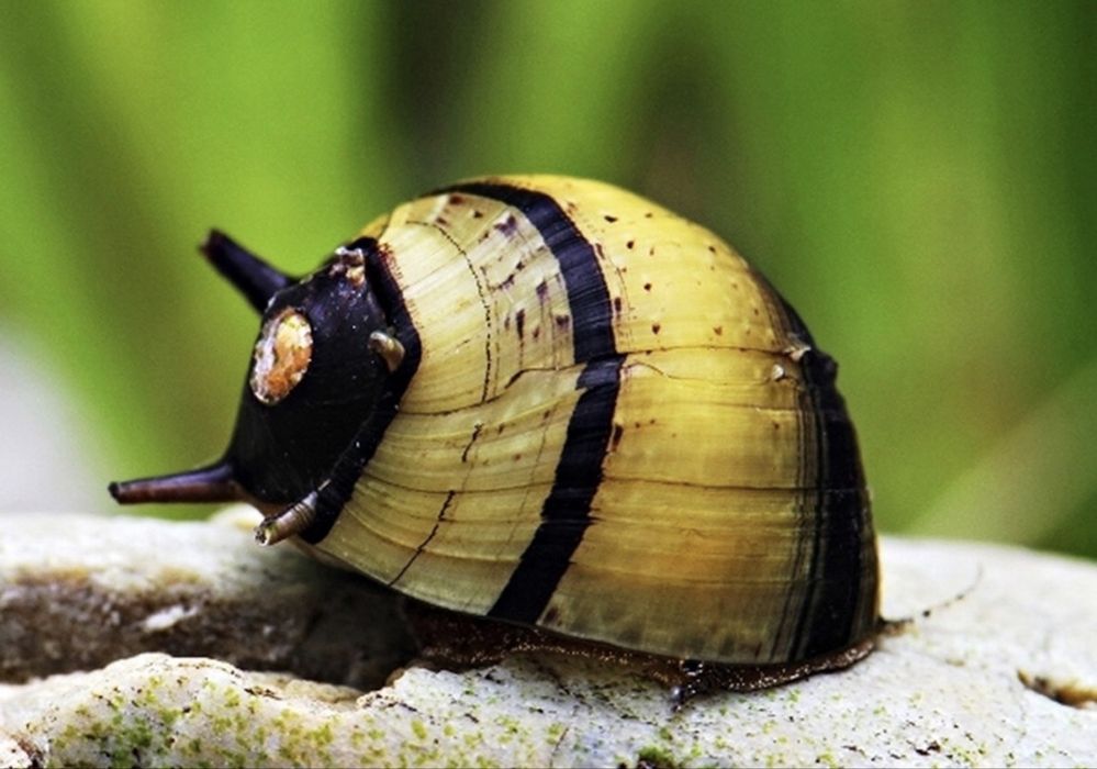 Slimak Clinton Corona - 2 sztuki