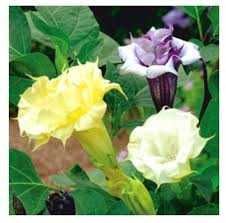 Bieluń dziędzierzawa nasiona, datura stramonium 10 zł za 100 nasion